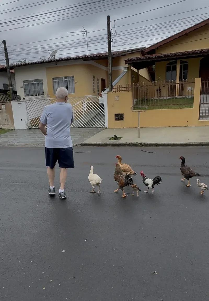 Galinhas na rua da cidade